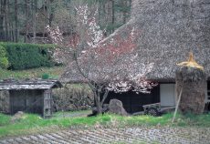 母の桜